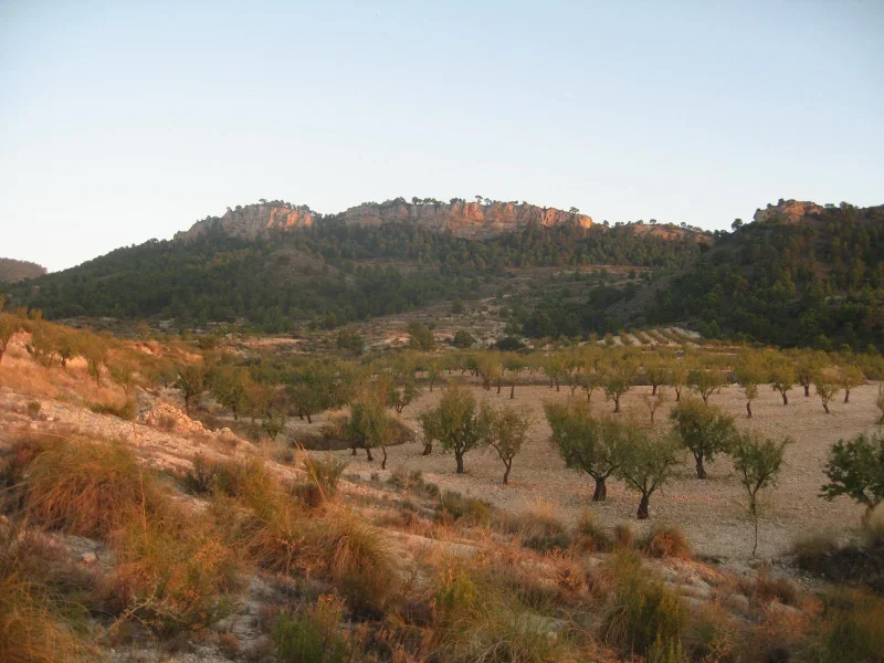 Campo Ecoactiva Agricultura ecológica